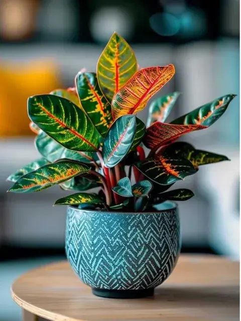 A diferencia de las otras plantas el crotón requiere de riego regular. A diferencia de las otras plantas el crotón requiere de riego regular.