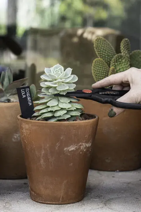 Algunos cactus requieren podas puntuales para mantener su forma
