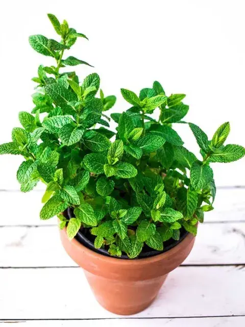 Si hablamos de plantas que sean resistentes y no requieran de tantos cuidados, tenemos que nombrar a la menta