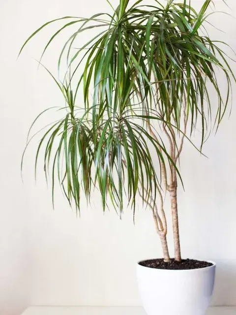 Es originaria de África y es una planta de gran porte que se adapta bien a ambientes con baja luminosidad Es originaria de África y es una planta de gran porte que se adapta bien a ambientes con baja luminosidad