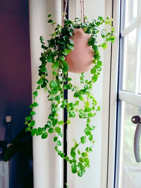 Ideal para interiores con poca luz, ya que no requiere una alta luminosidad para crecer Ideal para interiores con poca luz, ya que no requiere una alta luminosidad para crecer