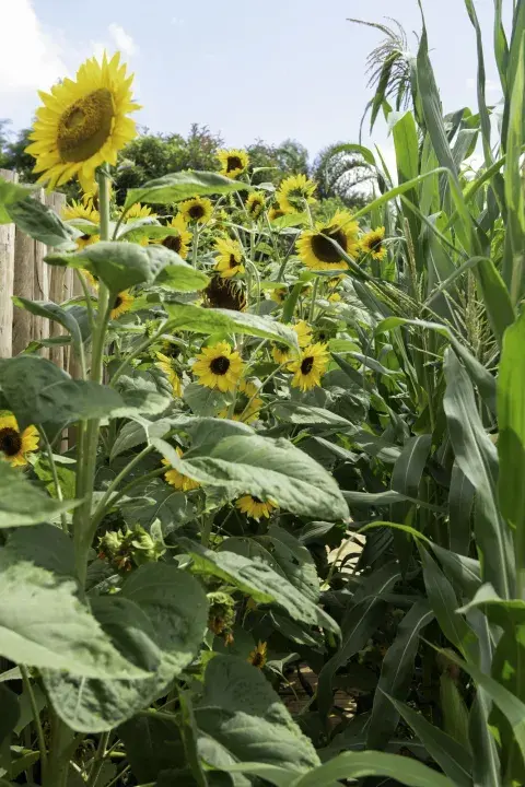 Se deben dejar al menos 30 cm de separación entre cada planta de girasol para que tengan suficiente espacio para desarrollarse sin competir por nutrientes o luz. 