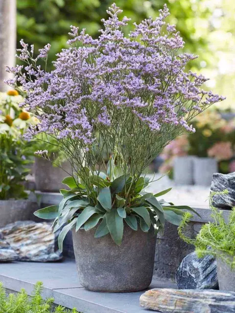 La Limonium sinuatum es una planta con una prolongada floración La Limonium sinuatum es una planta con una prolongada floración