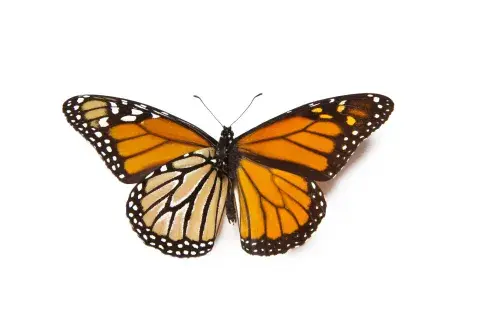 La mariposa Monarca se caracteriza por su asombroso viaje migratorio que la lleva a recorrer hasta 5.000 kilómetros desde Estados Unidos y Canadá hasta los bosques de México cada año La mariposa Monarca se caracteriza por su asombroso viaje migratorio que la lleva a recorrer hasta 5.000 kilómetros desde Estados Unidos y Canadá hasta los bosques de México cada año