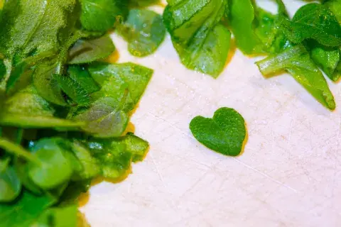 Foto de hoja de oregano con forma de corazón. Foto de hoja de oregano con forma de corazón.
