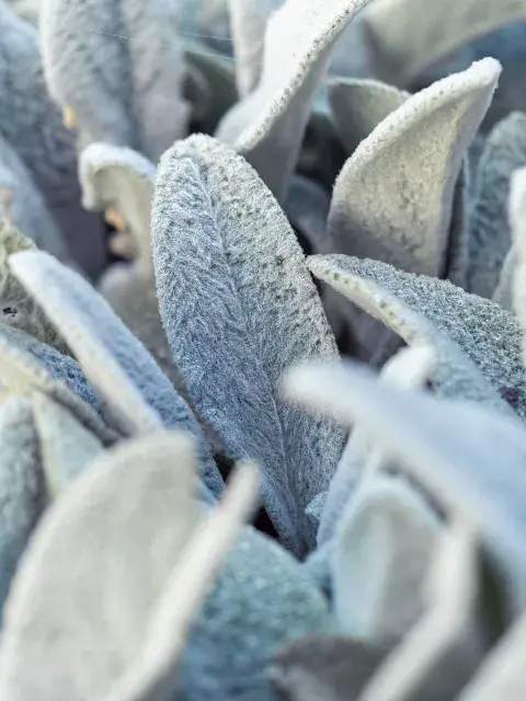 Stachys byzantina (Orejas de conejo)