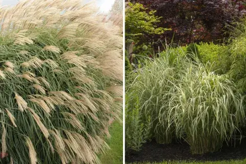 las llamadas Miscanthus sinensis, comúnmente conocida como hierba plateada china, hierba plateada japonesa o hierba Eulalia