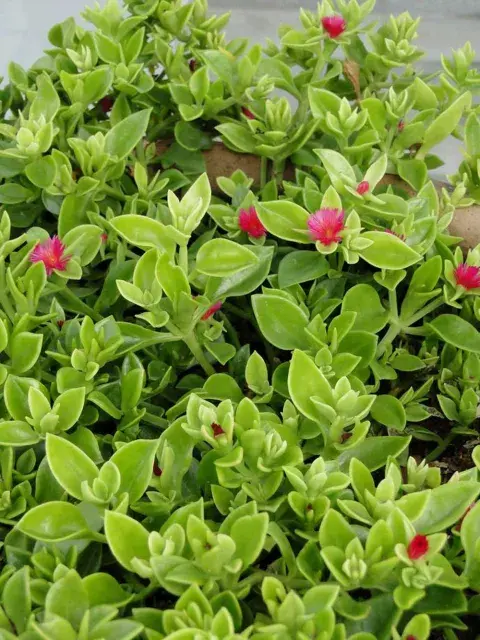 La Aptenia cordifolia, más conocida como planta Rocío, también es perfecta para decorar balcones. La Aptenia cordifolia, más conocida como planta Rocío, también es perfecta para decorar balcones.