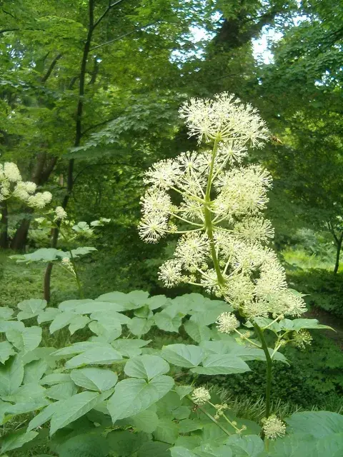 Aralia cordata: así luce cuando está florecida. Aralia cordata: así luce cuando está florecida.