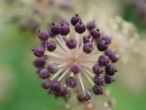 El fruto de la Aralia cordata es una drupa pequeña de color negro, con un diámetro de 3 mm. El fruto de la Aralia cordata es una drupa pequeña de color negro, con un diámetro de 3 mm.