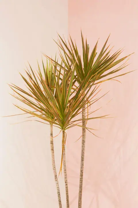 La Dracaena Marginata puede llegar a alcanzar los 5 metros de altura si las condiciones ambientales son adecuadas La Dracaena Marginata puede llegar a alcanzar los 5 metros de altura si las condiciones ambientales son adecuadas