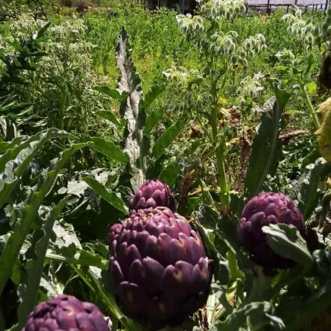 Los cultivos crean un paisaje colorido y vibrante en Coronillo. Los cultivos crean un paisaje colorido y vibrante en Coronillo.