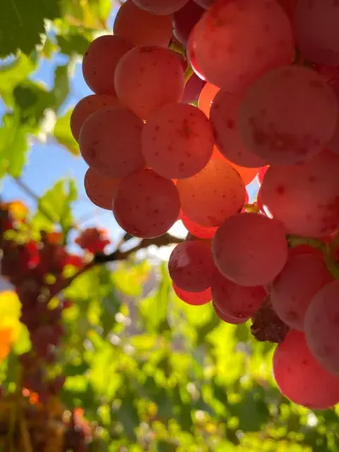 Las uvas Las uvas