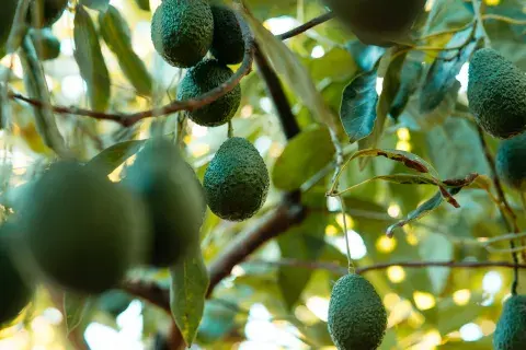 Cómo cultivar un árbol de palta en tu patio Cómo cultivar un árbol de palta en tu patio