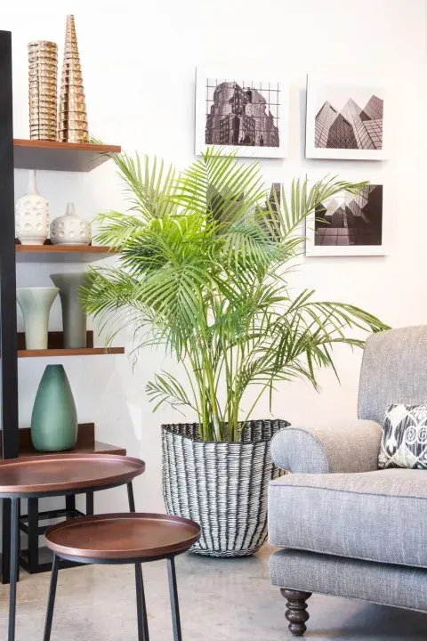 Antes de decidirse por una especie determinada, hay que tener claro cuánto espacio necesita el árbol o planta xxl en cuestión Antes de decidirse por una especie determinada, hay que tener claro cuánto espacio necesita el árbol o planta xxl en cuestión