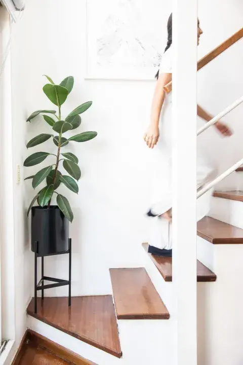 El Ficus elastica necesita riego moderado, esto es esperar que la tierra se seque por completo antes de volver a regarlo. El exceso de riego provoca el amarillamiento de las hojas inferiores y su caída El Ficus elastica necesita riego moderado, esto es esperar que la tierra se seque por completo antes de volver a regarlo. El exceso de riego provoca el amarillamiento de las hojas inferiores y su caída