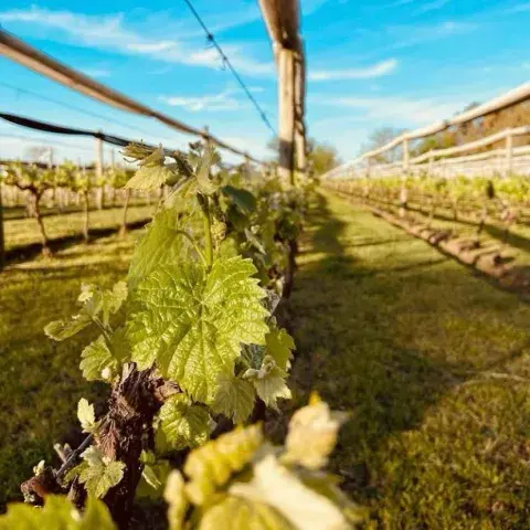 Viñedo en Junín, Buenos Aires Viñedo en Junín, Buenos Aires