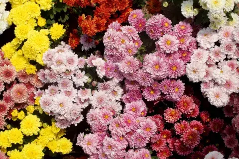 Foto de la planta de crisantemo.