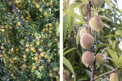 En frutales caducifolios como el duraznero, el ciruelo o el manzano, una poda en otoño puede debilitar la planta y afectar su producción en la próxima temporada