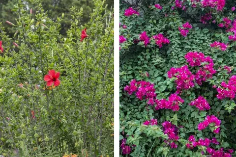 Plantas tropicales o subtropicales como el hibisco (Hibiscus rosa-sinensis) y la buganvilla (Bougainvillea spp.) pueden sufrir daños graves si se podan antes del invierno