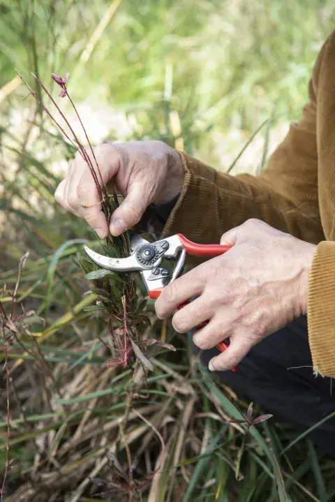Cada corte bien hecho en otoño, con herramientas afiladas y desinfectadas, es una apuesta a un jardín más sano, fuerte y armónico