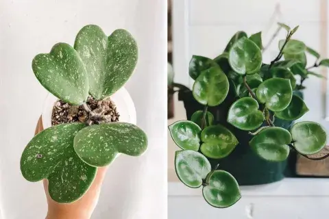 Hoya kerrii, una planta que suma adeptos y fanáticos en el universo de las suculentas Hoya kerrii, una planta que suma adeptos y fanáticos en el universo de las suculentas