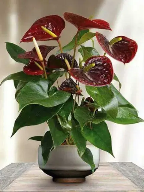 El Anthurium Petit, con sus brillantes espatas rojizas, puede florecer durante cuatro meses continuos El Anthurium Petit, con sus brillantes espatas rojizas, puede florecer durante cuatro meses continuos