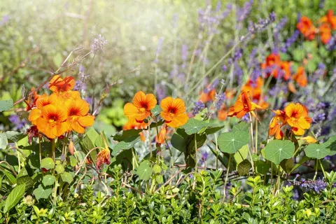 Capuchina: Sus flores y hojas tienen un sabor picante, ideal para ensaladas. Capuchina: Sus flores y hojas tienen un sabor picante, ideal para ensaladas.