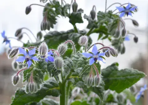Borraja: Sus flores tienen un sabor similar al pepino y se pueden usar en ensaladas o para hacer té. Borraja: Sus flores tienen un sabor similar al pepino y se pueden usar en ensaladas o para hacer té.