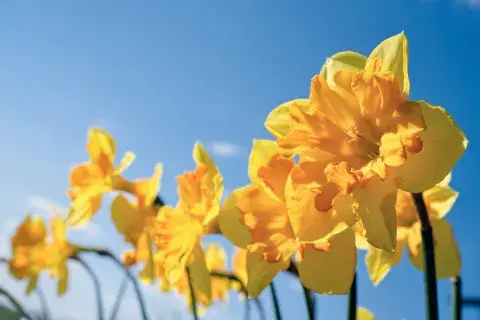 Narcisos, una de las flores ideales para el invierno.