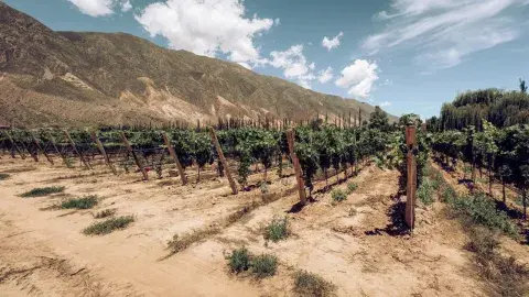 Bodegas Jujuy Bodegas Jujuy
