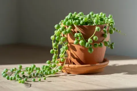 5 plantas de interior que casi no necesitan cuidados y quedan bien en muebles altos 5 plantas de interior que casi no necesitan cuidados y quedan bien en muebles altos