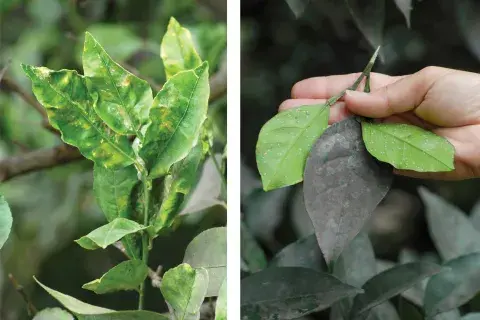 Es importante que las plantas no presenten deformaciones o puntos pegajosos, ya que pueden indicar la presencia de plagas como pulgones o cochinillas Es importante que las plantas no presenten deformaciones o puntos pegajosos, ya que pueden indicar la presencia de plagas como pulgones o cochinillas