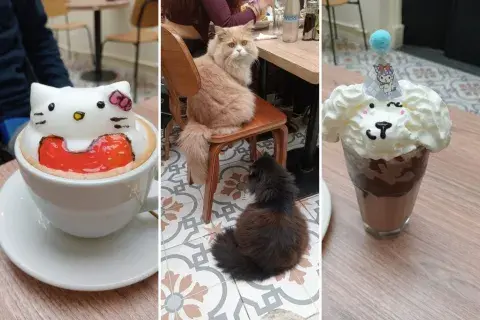 Petit chat: una cafetería de especialidad art 3D, con gastronomía asiática súper variada y un sector para visitar gatitos..