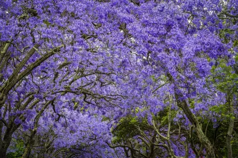 jacarandá