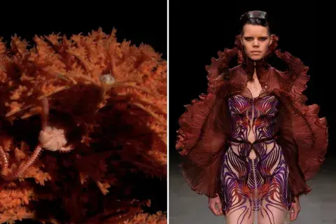 "Bicho del fondo del mar de Mar del Plata (2025). Vestido de la colección Roots of Rebirth de Iris van Herpen (2021)", según el tuit viral.. "Bicho del fondo del mar de Mar del Plata (2025). Vestido de la colección Roots of Rebirth de Iris van Herpen (2021)", según el tuit viral..