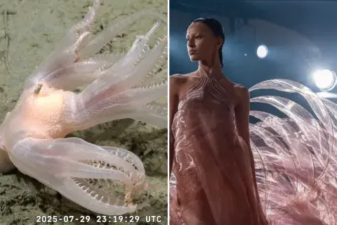 Comparación con un vestido de la colección Sympoiesis de Iris van Herpen. Comparación con un vestido de la colección Sympoiesis de Iris van Herpen.