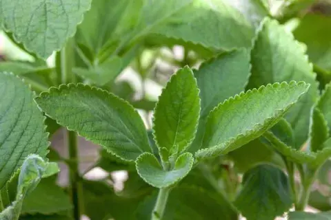 Las hojas, grandes, robustas y de un verde vibrante, forman una capa espesa que también actúa como una capa protectora para el suelo, reduciendo la evaporación de agua.