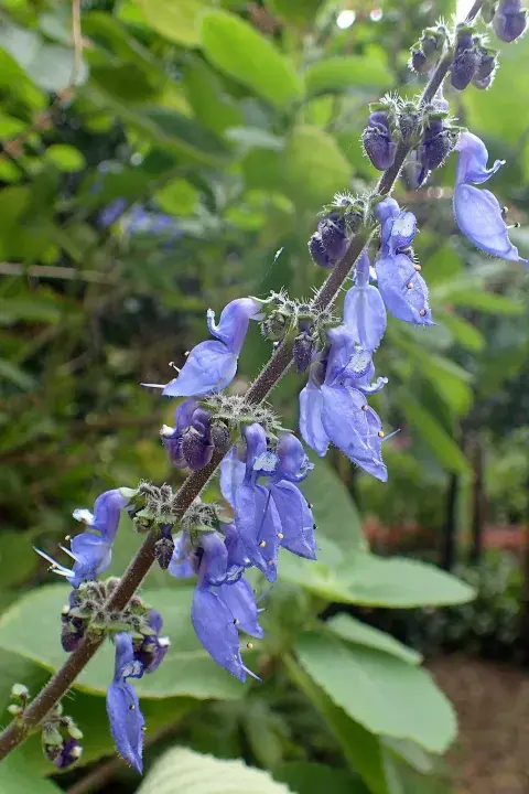En los jardines, Coleus barbatus se valora principalmente como planta ornamental gracias a su follaje denso y sus flores vistosas.