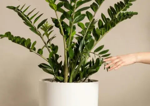 Zamioculca (Zamioculcas zamiifolia) Zamioculca (Zamioculcas zamiifolia)