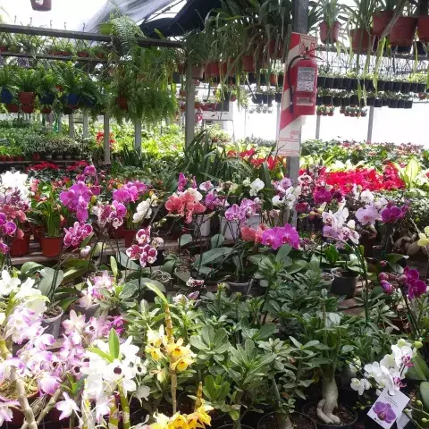 Viveros recomendados en el barrio de Flores: Blumen Vivero (Varela 977) Viveros recomendados en el barrio de Flores: Blumen Vivero (Varela 977)