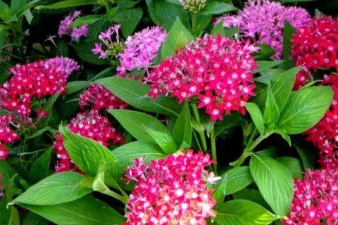 Basta del frío: las plantas que dan flores todo el año.