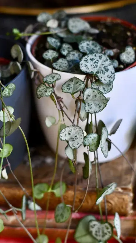 Imagen de planta collar de corazones. Imagen de planta collar de corazones.