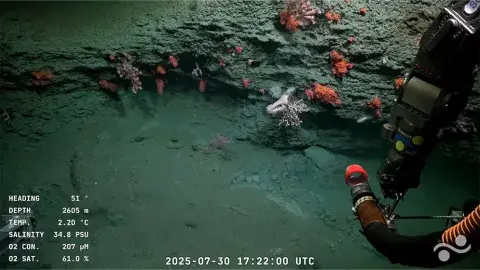 Cómo ver la transmisión del CONICET por el océano en VIVO que batió récord en streaming
