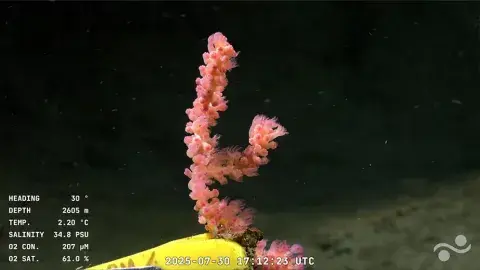 Foto transmisión por el océano del CONICET.