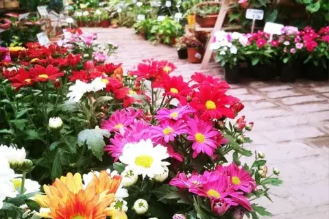 Dónde comprar plantas de interior baratas en CABA: viveros recomendados en el barrio de Flores