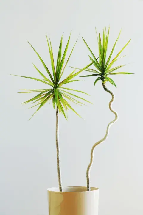 Foto de Drácena Marginata. Foto de Drácena Marginata.