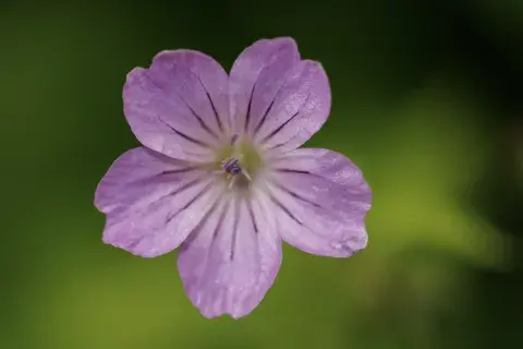 Las plantas que dan flores todo el año.
