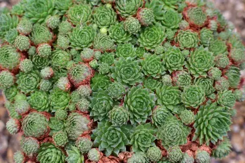 Para qué sirve la planta siempre viva y cómo se llama en la Argentina. Para qué sirve la planta siempre viva y cómo se llama en la Argentina.