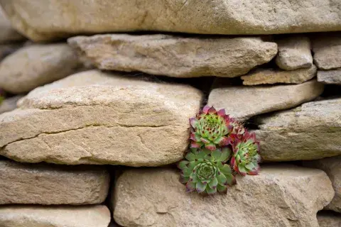 Para qué sirve la planta siempre viva y cómo se llama en la Argentina. Para qué sirve la planta siempre viva y cómo se llama en la Argentina.